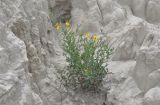 семейство Asteraceae. Цветущее растение. Боливия, окр. г. Ла-Пас, Лунная долина, бэдленд. 15 марта 2014 г.