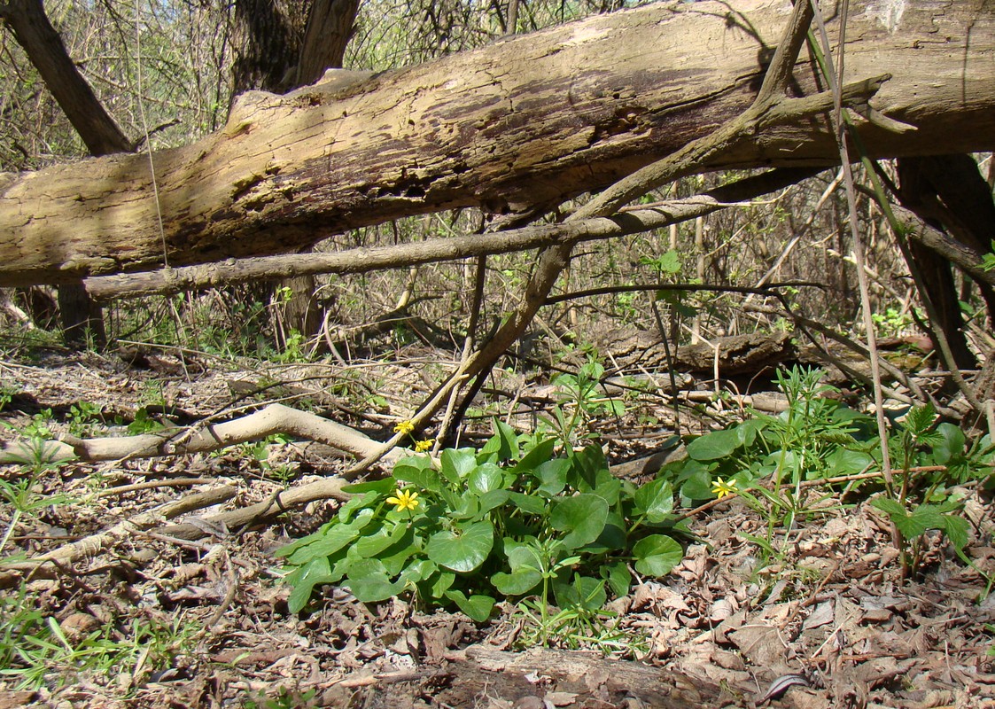 Image of Ficaria calthifolia specimen.