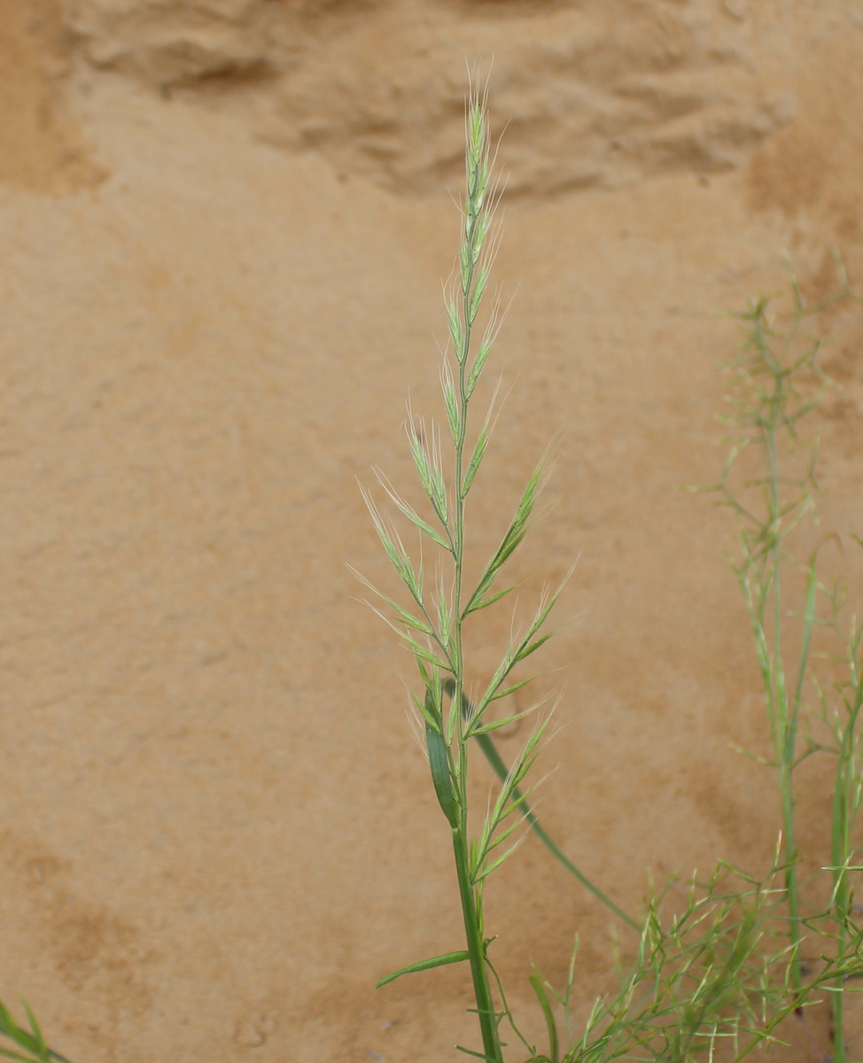 Изображение особи семейство Poaceae.