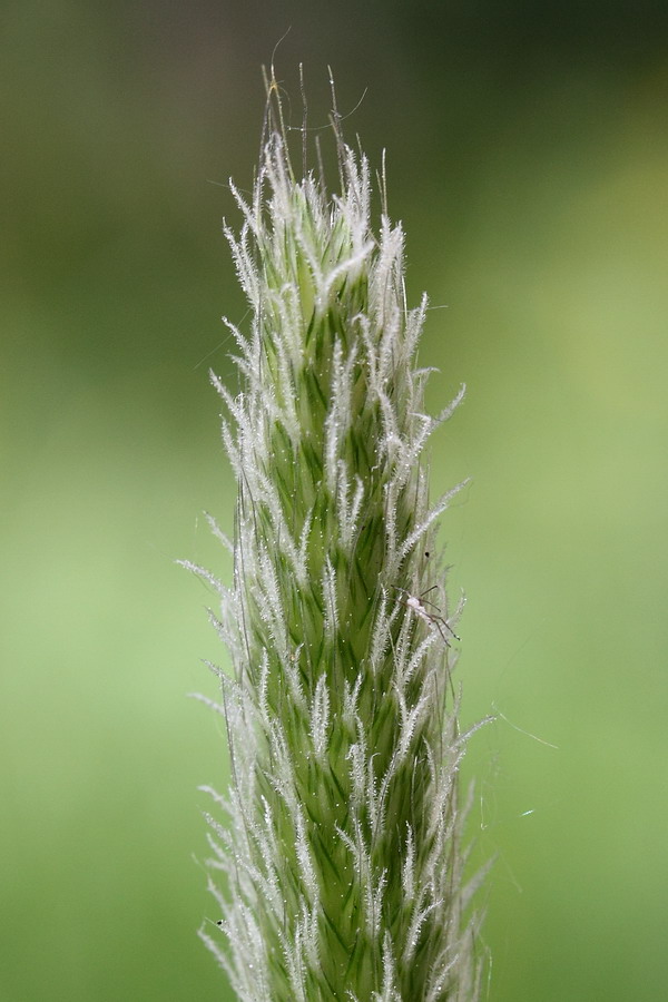 Image of Alopecurus pratensis specimen.