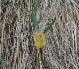 Fritillaria ophioglossifolia. Цветущее растение. Грузия, Казбегский муниципалитет, вост. склон горы Казбек, травянистый склон, ≈ 2100 м н.у.м. 22.05.2018.