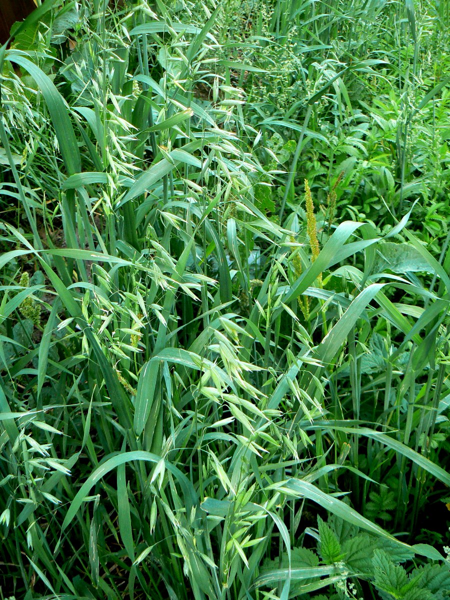 Image of Avena sativa specimen.