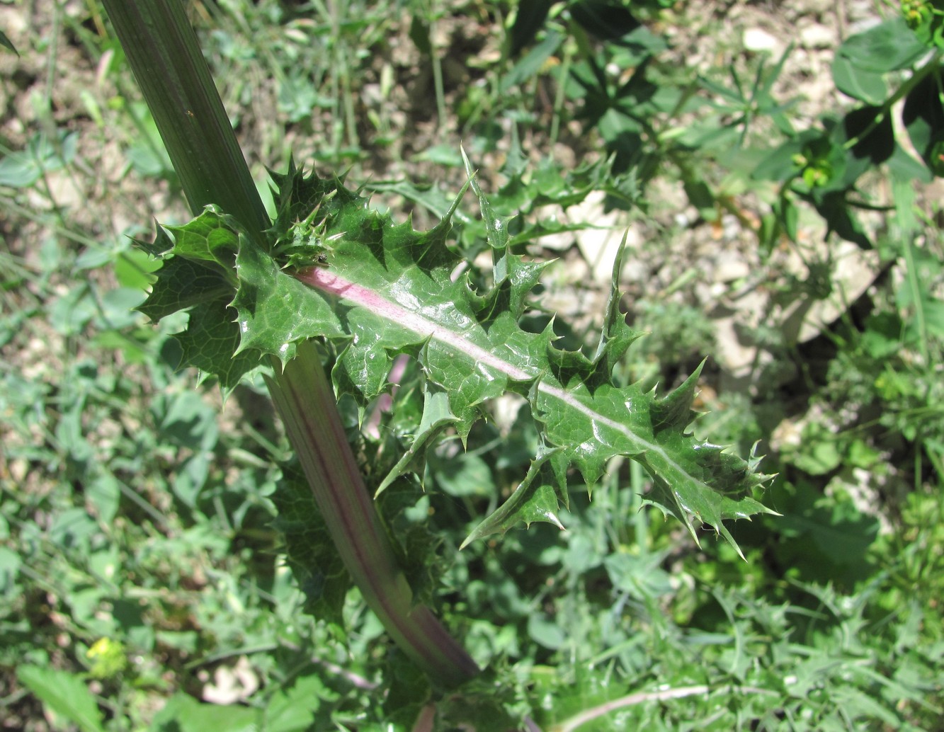 Image of Sonchus asper specimen.