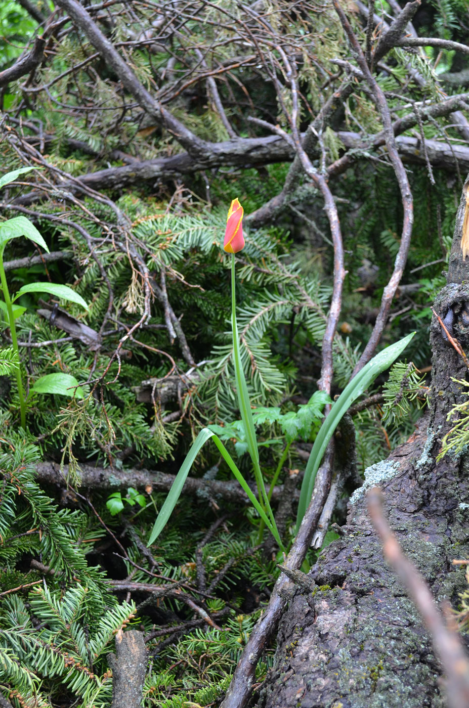 Изображение особи Tulipa anadroma.