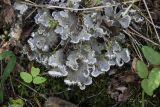 genus Peltigera