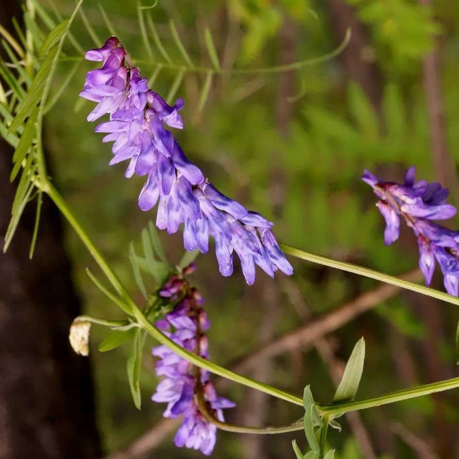 Image of Vicia cracca specimen.