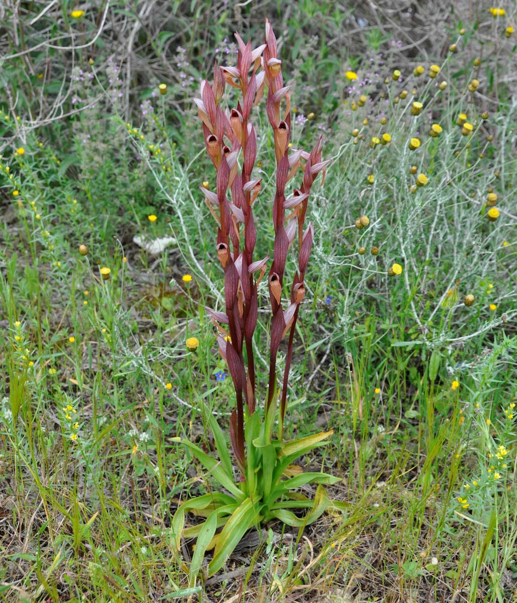 Image of Serapias bergonii specimen.