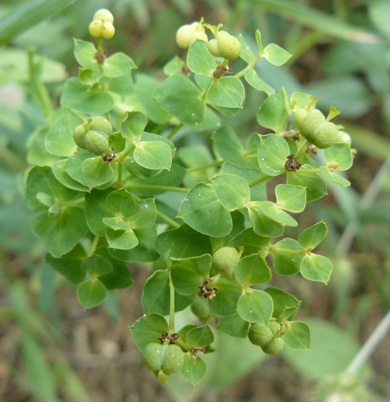 Изображение особи Euphorbia agraria.