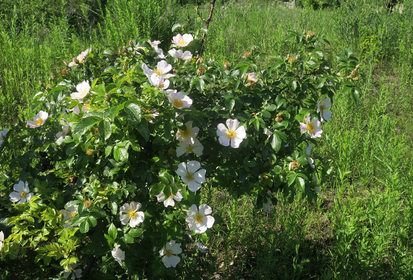 Изображение особи Rosa lapidosa.