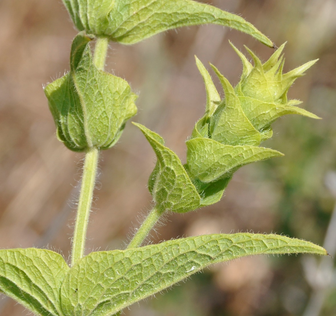 Image of Sideritis perfoliata specimen.