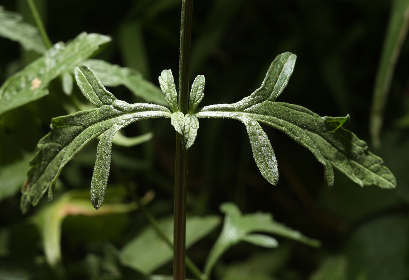 Изображение особи Verbena officinalis.