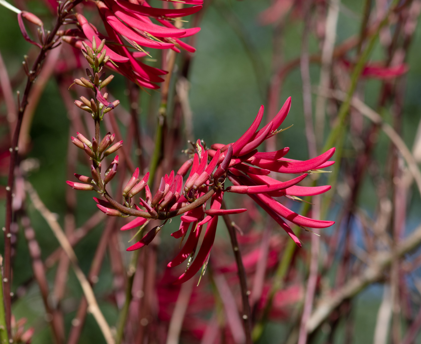 Image of Erythrina herbacea specimen.