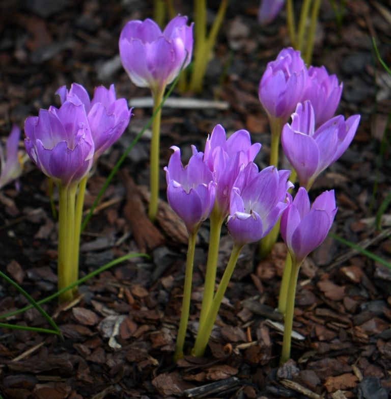 Image of Colchicum speciosum specimen.