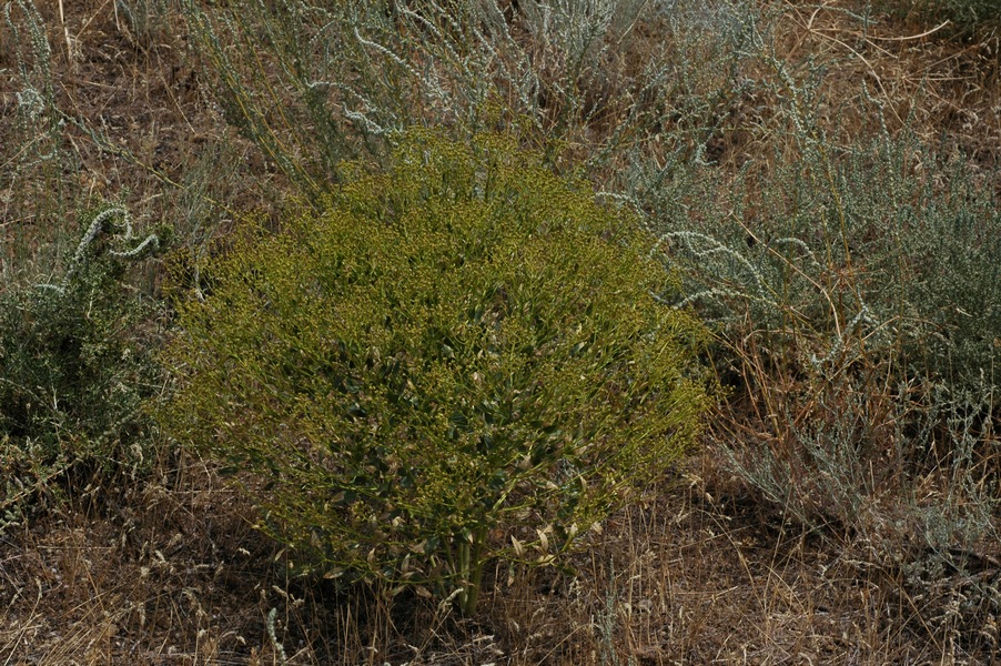 Изображение особи Haplophyllum perforatum.