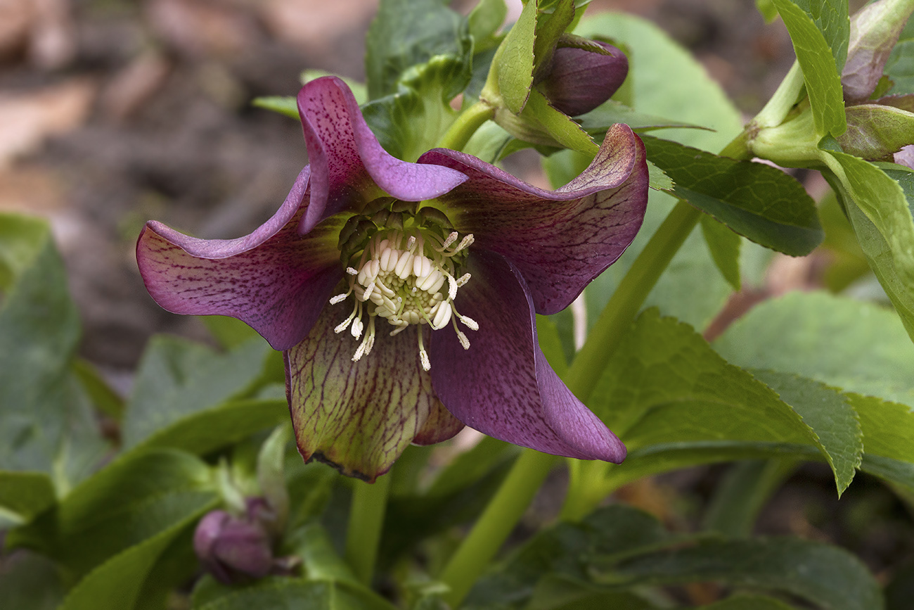 Image of Helleborus orientalis specimen.