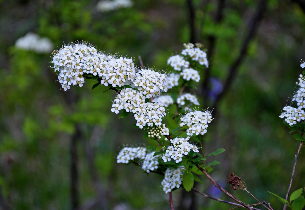 Image of Spiraea flexuosa specimen.