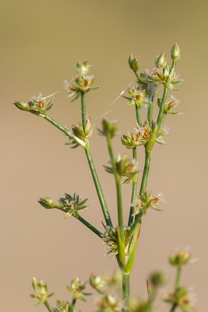 Image of Juncus articulatus specimen.