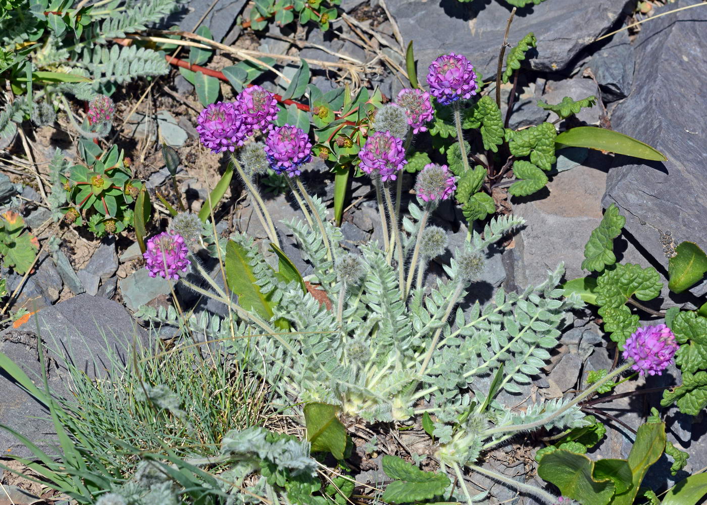 Изображение особи Oxytropis sewerzowii.