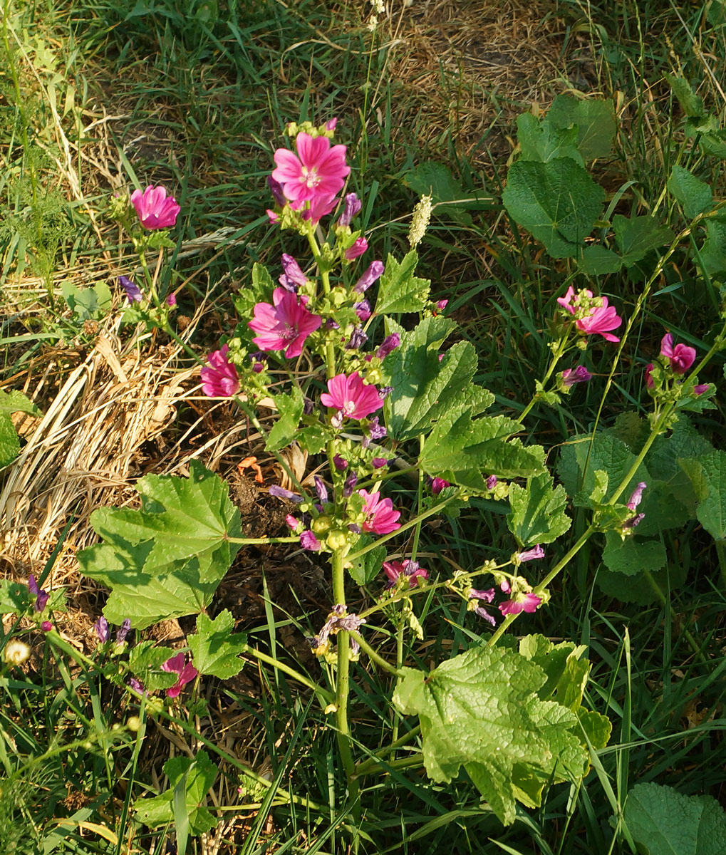 Image of Malva mauritiana specimen.