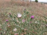 Cirsium italicum