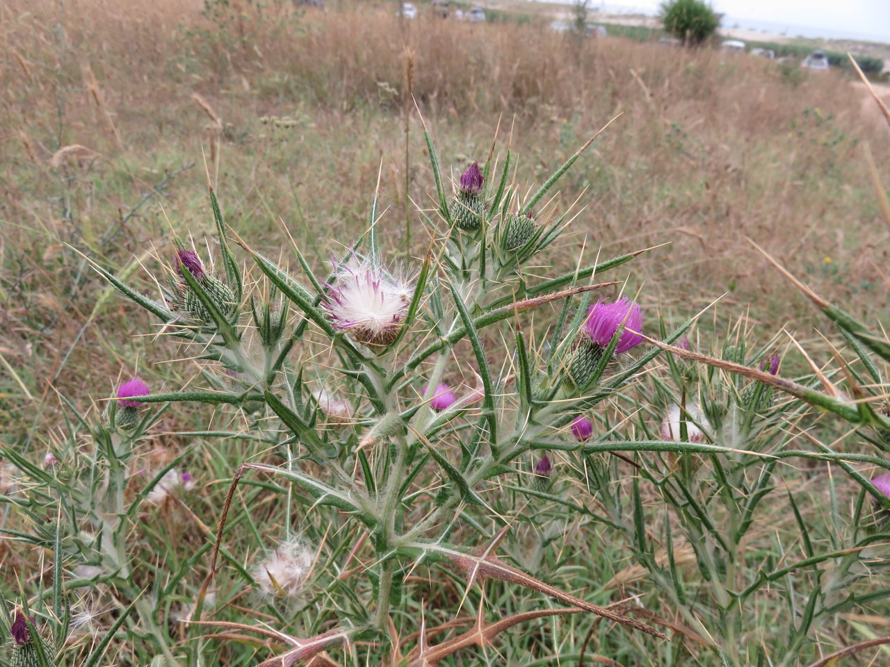 Изображение особи Cirsium italicum.