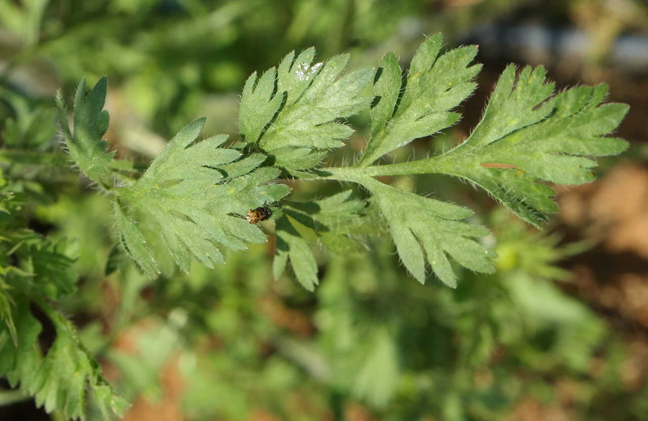 Image of genus Daucus specimen.