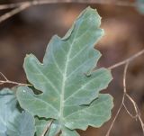 Crambe sventenii