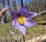 Pulsatilla patens