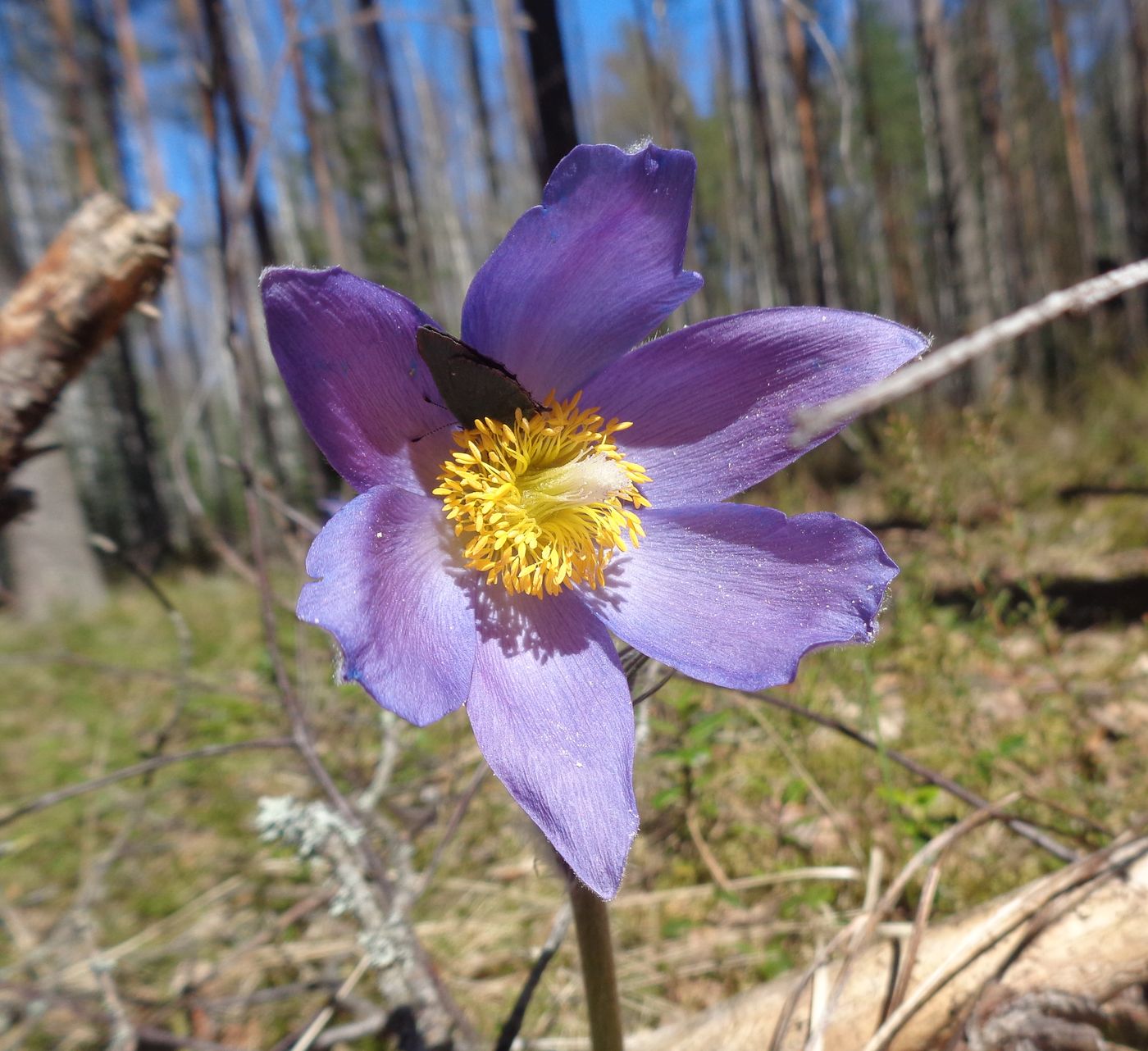 Image of Pulsatilla patens specimen.