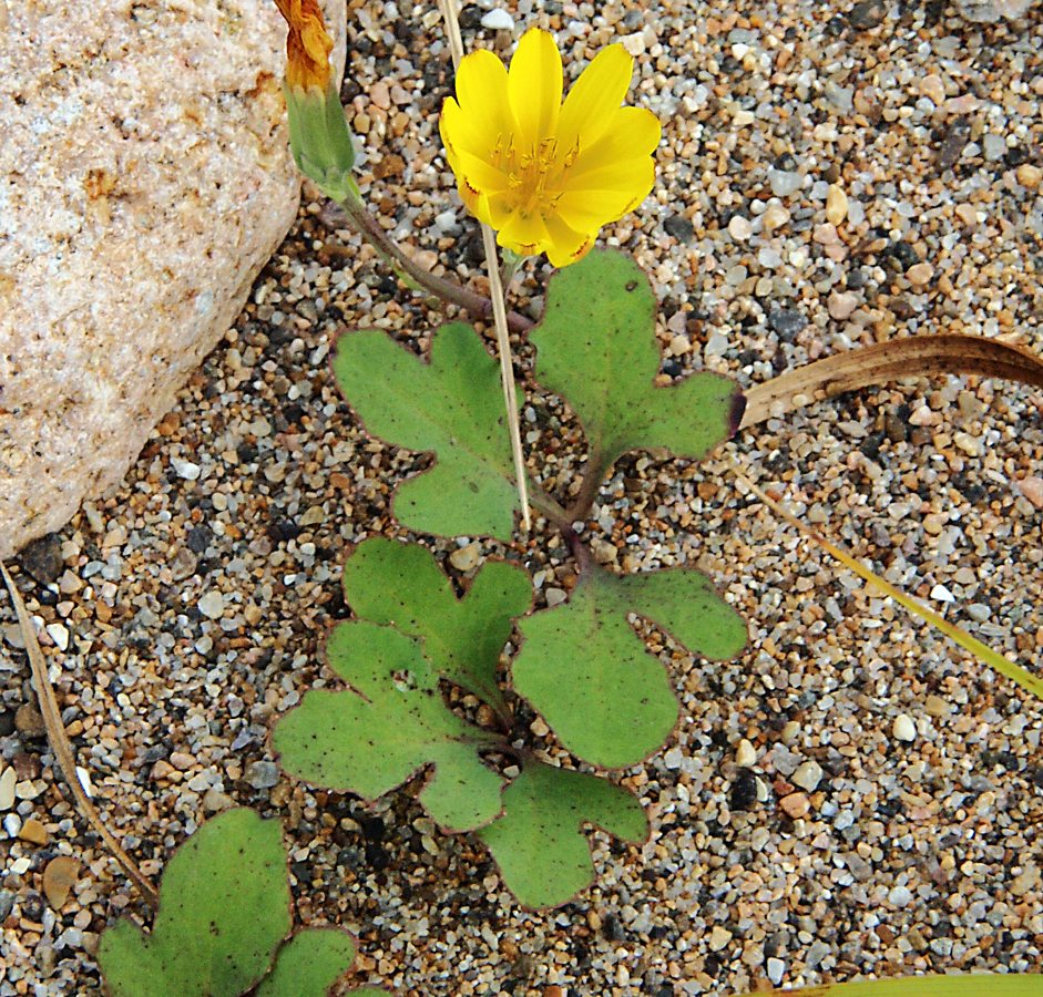 Image of Chorisis repens specimen.