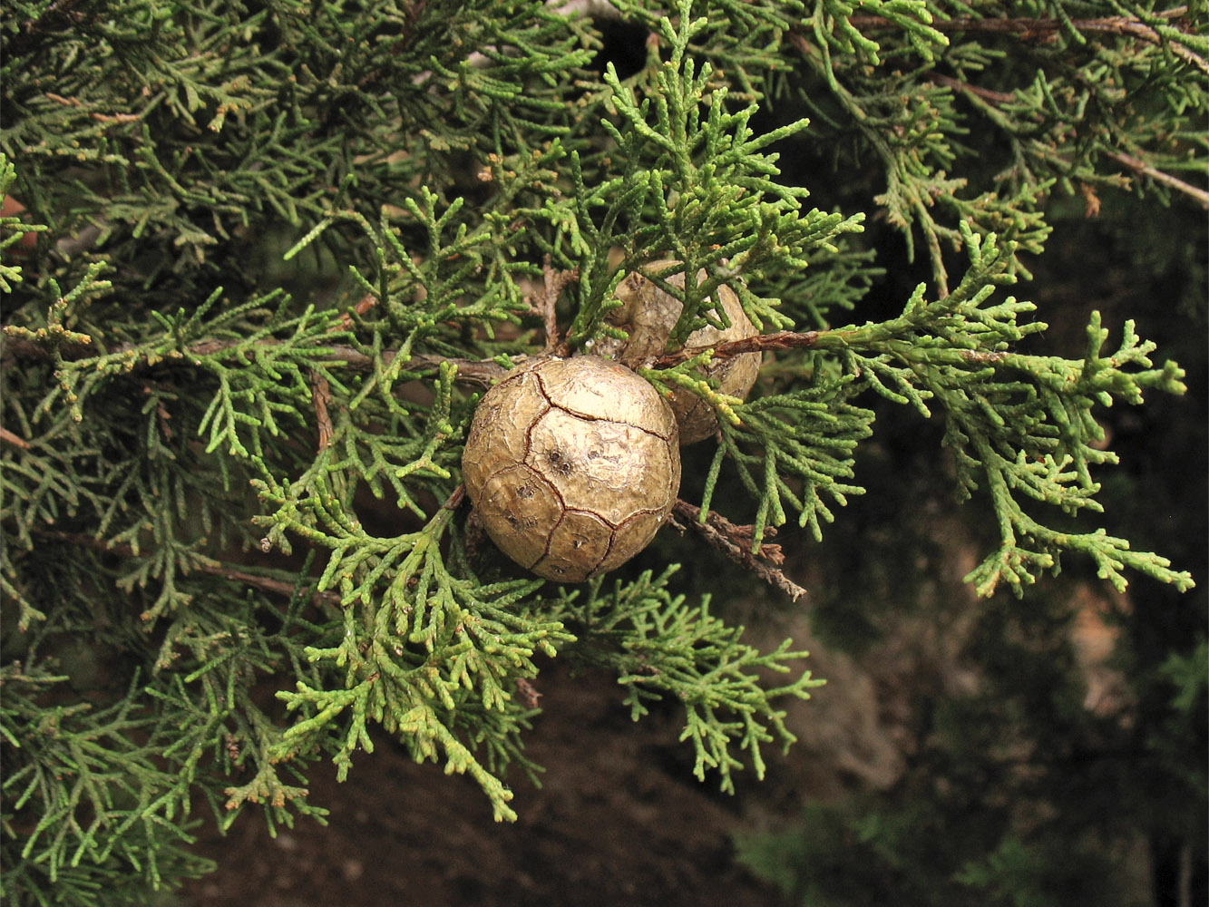 Изображение особи Cupressus sempervirens.