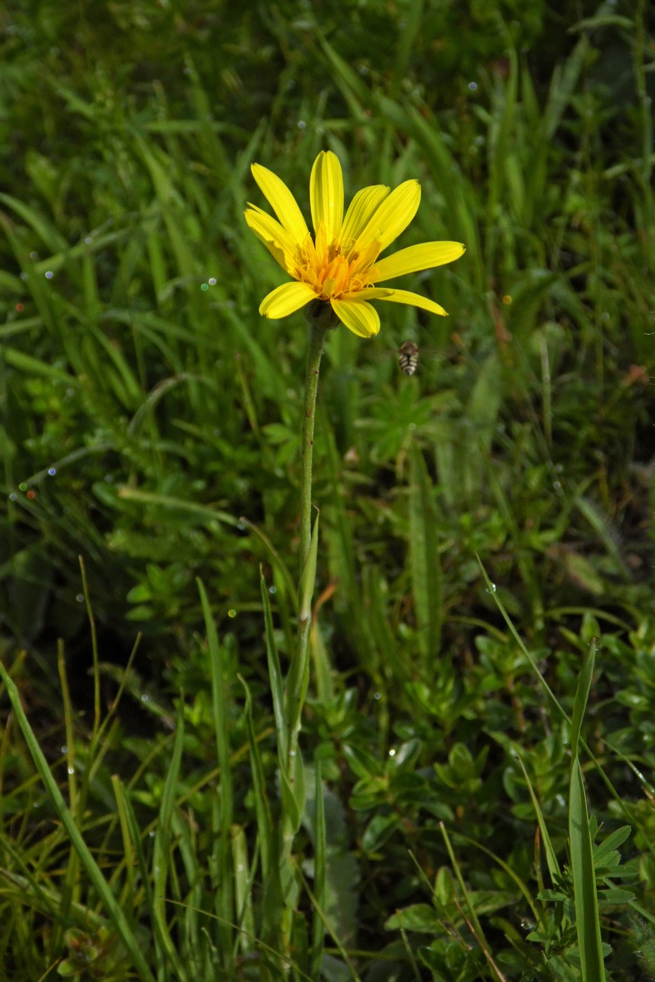 Image of genus Tragopogon specimen.