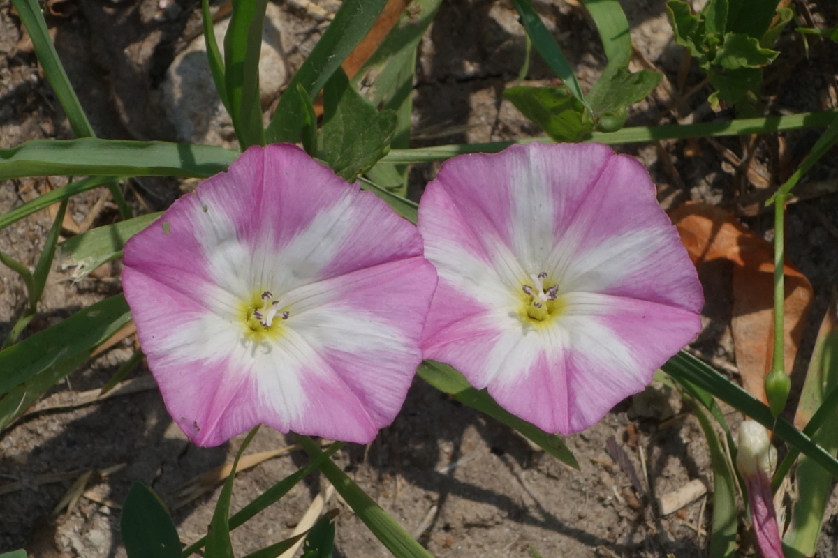 Изображение особи Convolvulus arvensis.