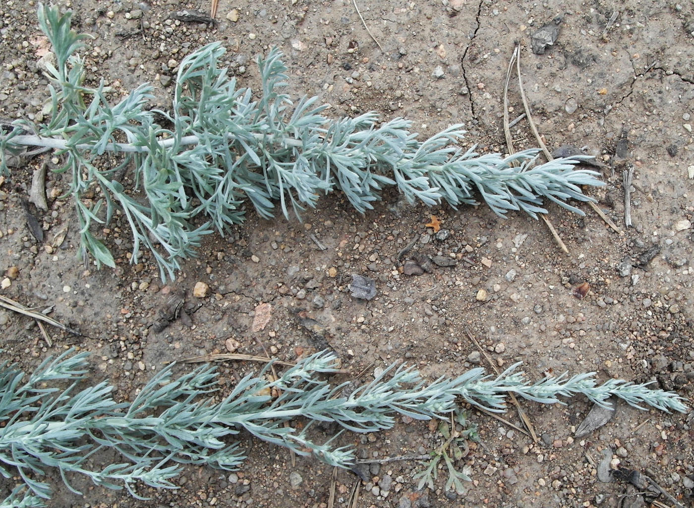 Image of Artemisia sericea specimen.