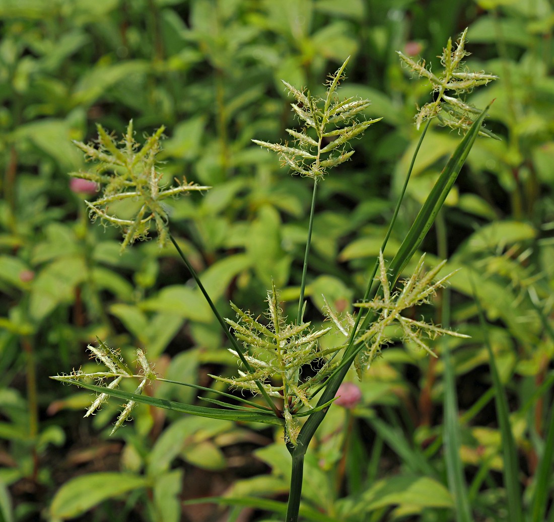 Изображение особи Cyperus esculentus.