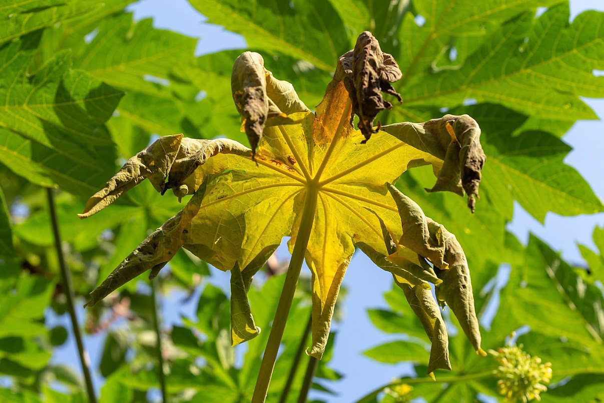 Image of Carica papaya specimen.