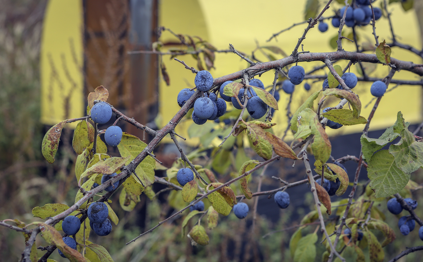 Image of Prunus spinosa specimen.