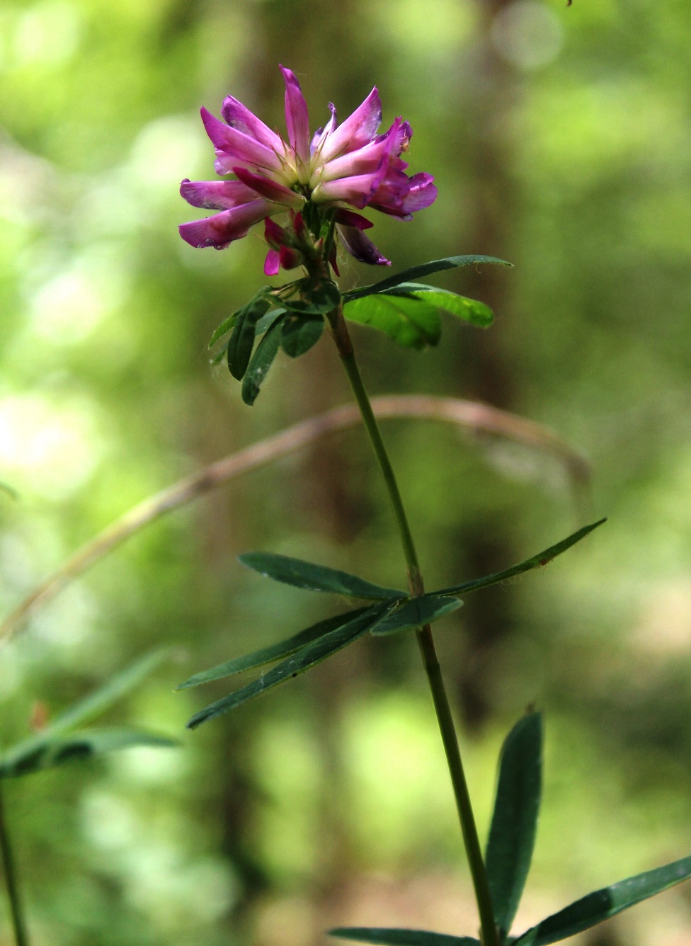 Image of Trifolium uralense specimen.