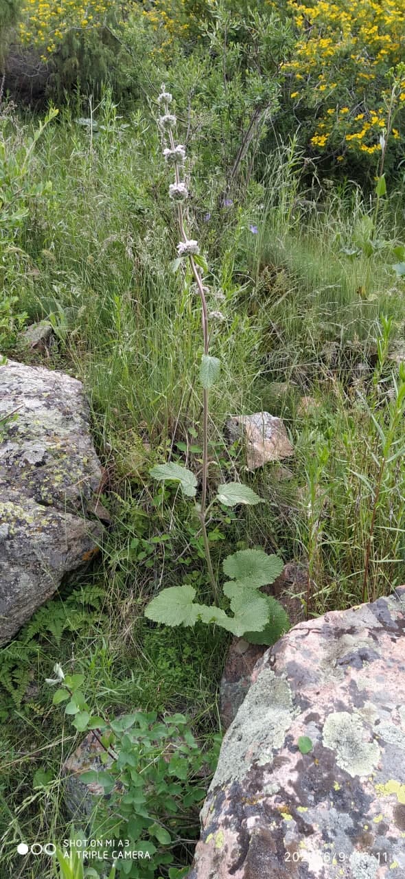 Изображение особи Phlomoides ostrowskiana.