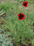 Papaver arenarium. Цветущее растение. Калмыкия, Черноземельский район. 24.04.2010.