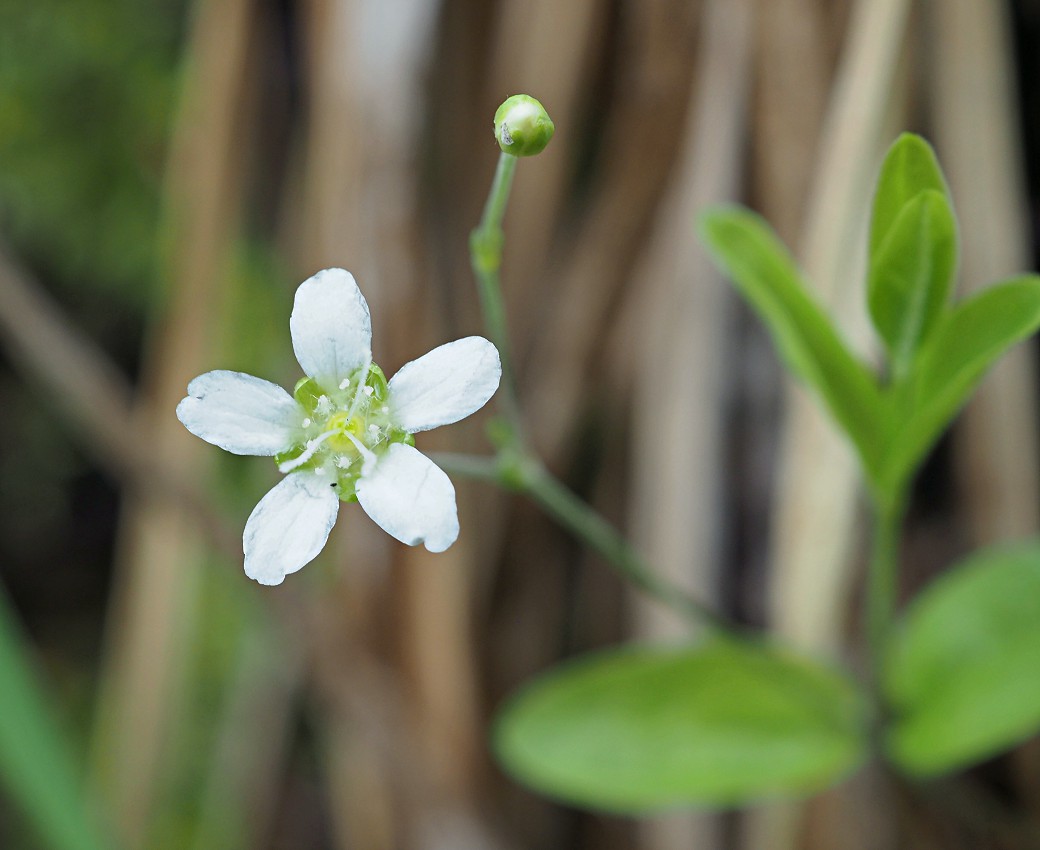 Image of Moehringia lateriflora specimen.