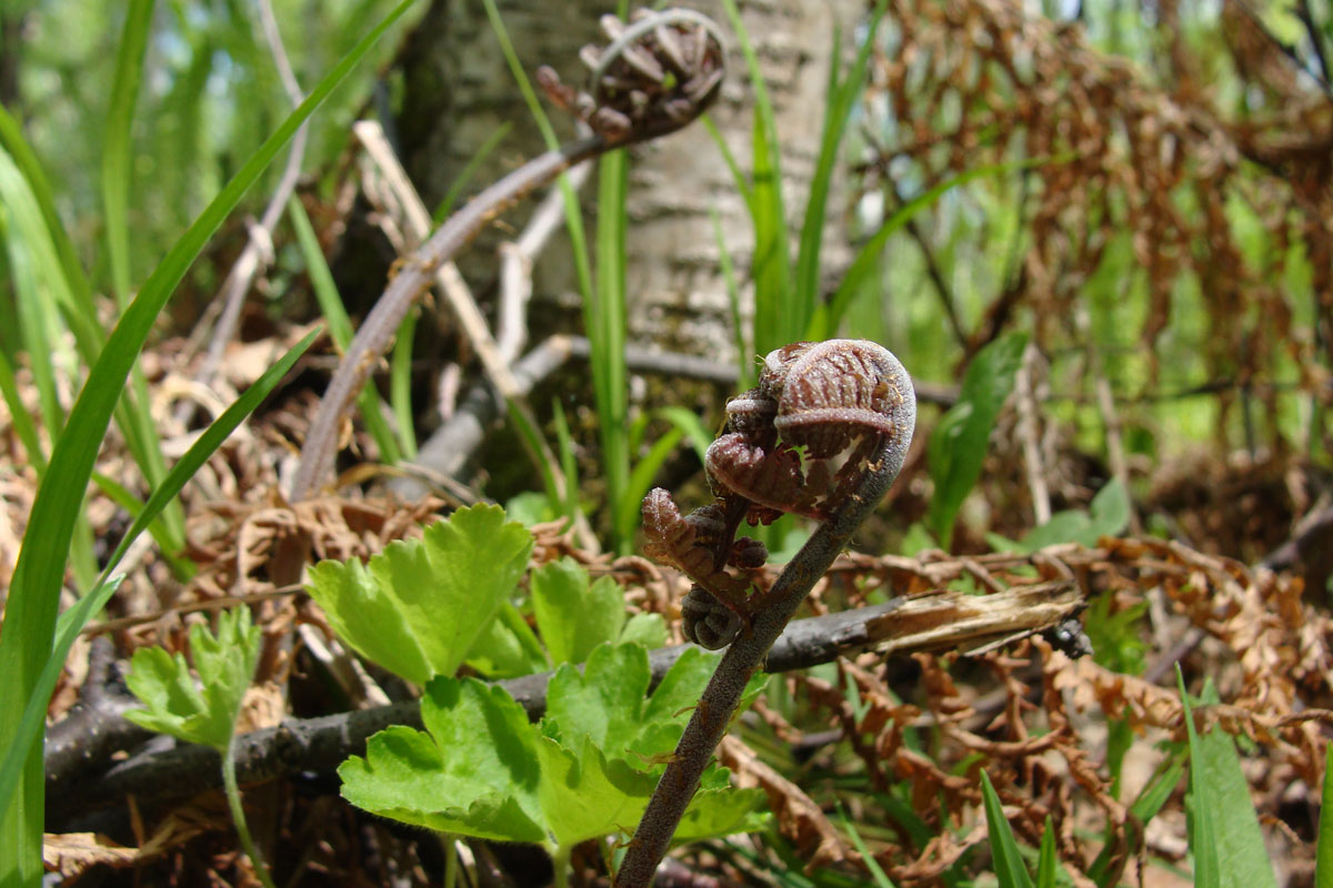 Image of genus Athyrium specimen.