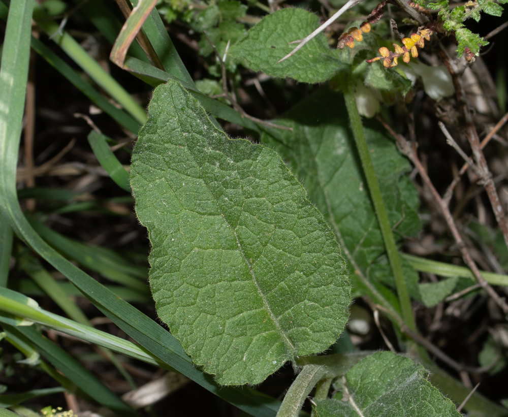 Image of Symphytum brachycalyx specimen.