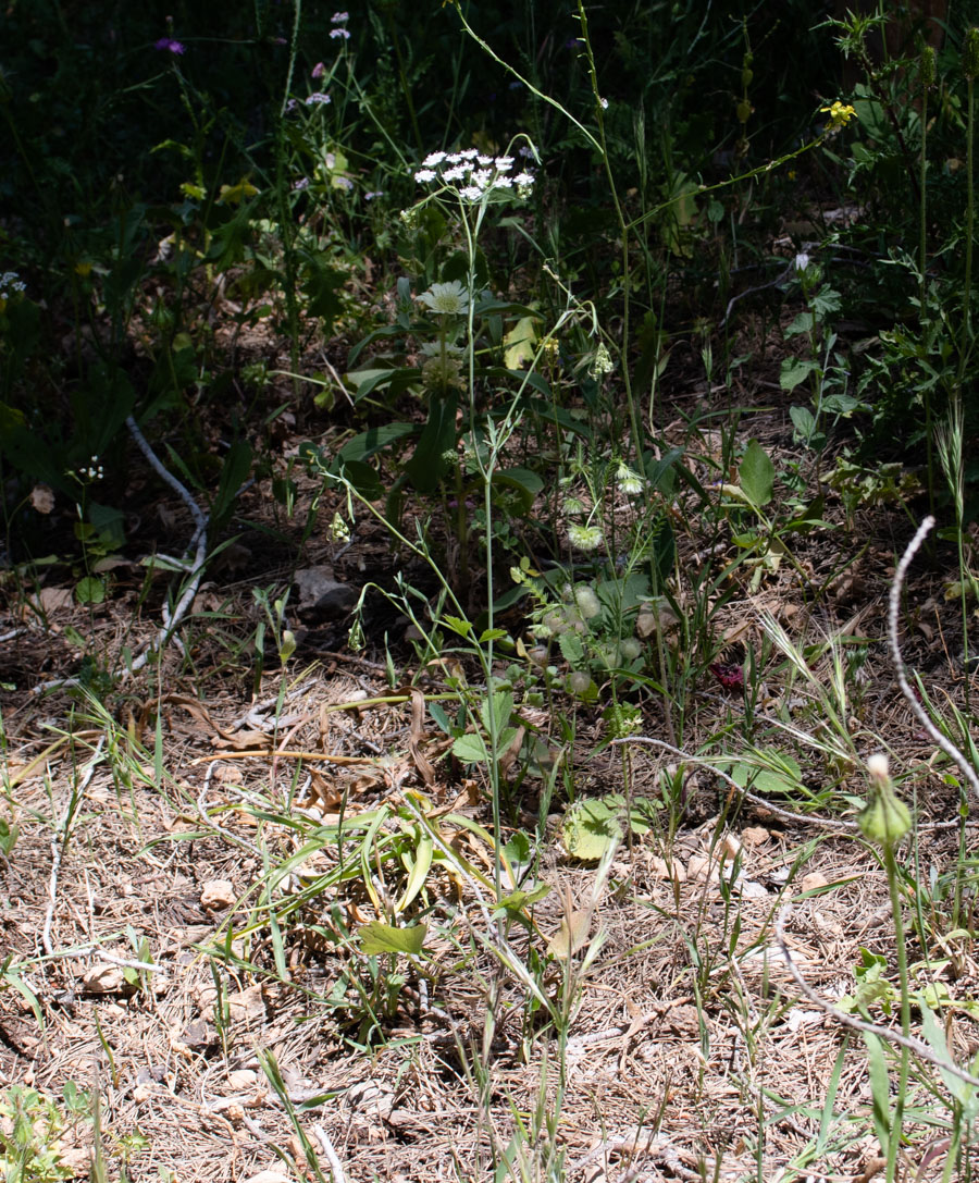 Image of Pimpinella cretica specimen.