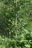 Betula pendula. Нижняя часть дерева. Республика Ингушетия, Джейрахский р-н, окр. ур. Пялинг. 20 июня 2022 г.