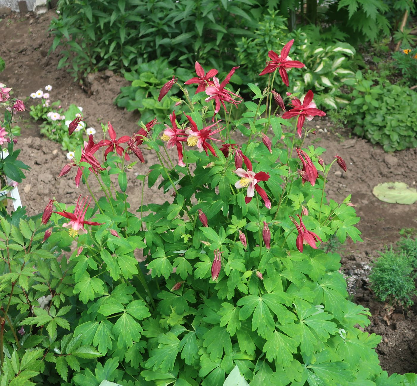 Image of Aquilegia coerulea specimen.