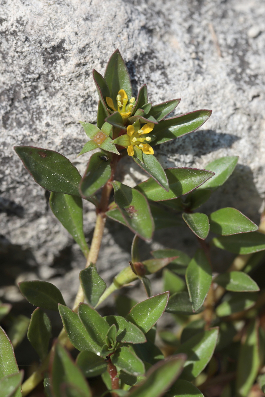 Изображение особи Ludwigia brevipes.