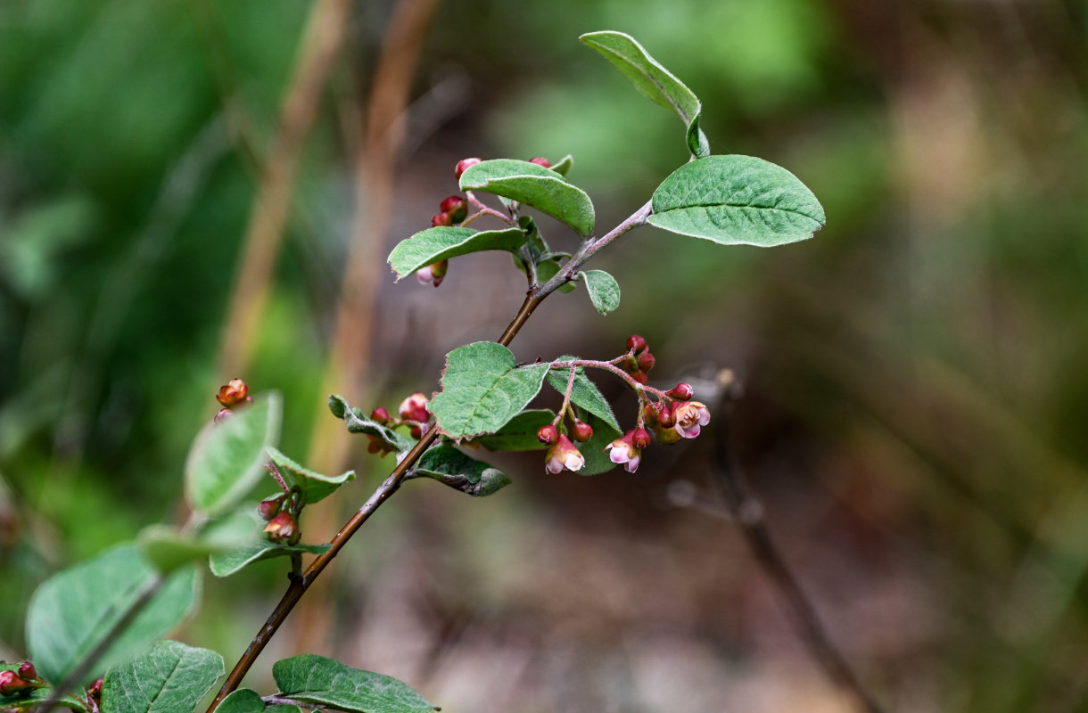 Изображение особи Cotoneaster melanocarpus.