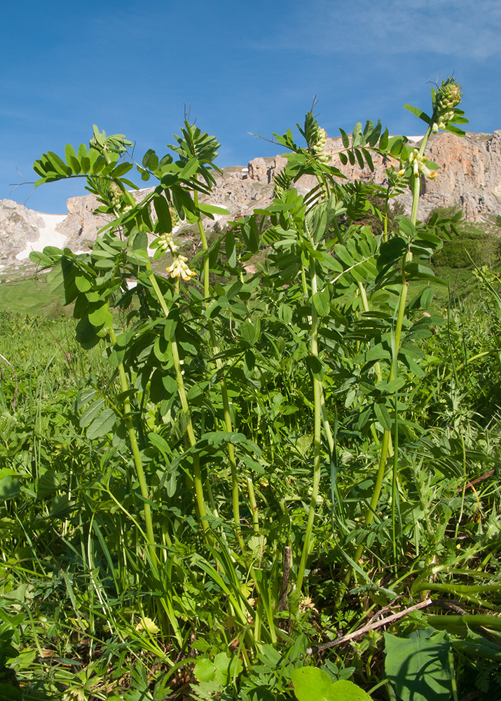 Изображение особи Vicia balansae.