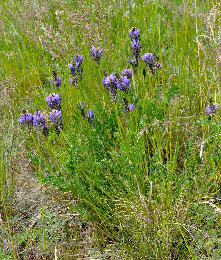 Изображение особи Astragalus adsurgens.